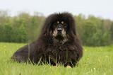 DOGUE DU TIBET 805